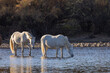 Wild Horses in the Salt River in the Arizona Desert