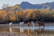 © natureguy - Wild Horses in the Salt River in the Arizona Desert