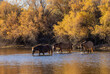 Wild Horses in the Salt River in the Arizona Desert