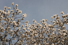 FWhite Magnolia Stellata Blossom Flowers In Tree Branches And Blue Sky In Early Spring