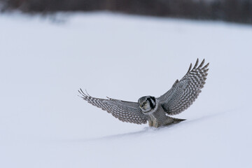 Wall Mural - The northern hawk-owl or northern hawk owl (Surnia ulula)