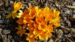 schöner Blick auf gelbe Krokusse von oben in der Frühlingssonne