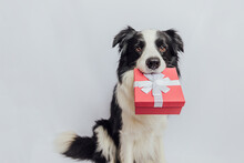 Puppy Dog Border Collie Holding Red Gift Box In Mouth Isolated On White Background. Christmas New Year Birthday Valentine Celebration Present Concept. Pet Dog On Holiday Day Gives Gift. I'm Sorry