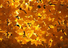 Bright Yellow Leaves Of The Autumn Trees