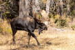 Bull Shiras Moose in Grand Teton National Park Wyoming in Autumn