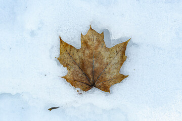 Wall Mural - Dried yellow maple leaf on the snow. Spring thaw under the snow. Reminder of autumn. 