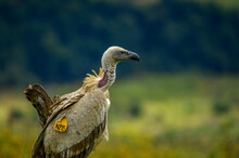 Portrait Of A Marked Cape Vulture Or Cape Griffon Also Known As Kolbe's Is The Largest Raptor In South Africa
