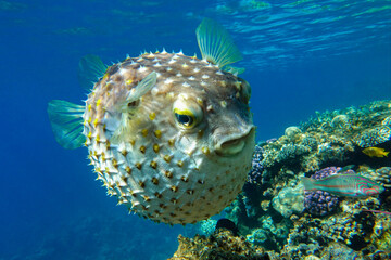 Wall Mural - Yellowspotted burrfish  is in a defensive position