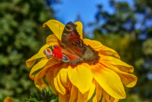 Butterfly On Yellow Flower