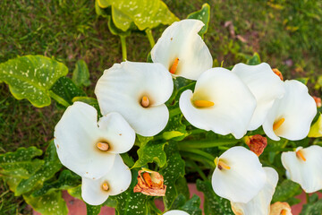 Wall Mural - White giant Arum Lily or Callum Lily in a garden