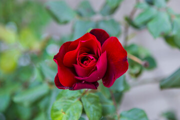 Wall Mural - Bush of roses on bright spring day. Red rose flower bloom on a background of blurry red roses in a roses garden.