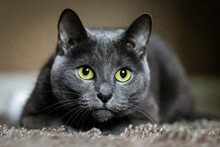 Adorable Russian Blue Purebreed Cat Laying On Carpet