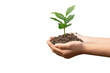 hand holding coffee plant growing on soil isolated on white background. environment Earth Day In the hands of trees growing seedlings.