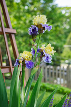 Purple And Yellow Bearded Iris Blooming At The Base Of A Wooden Trellis In A Home Garden Landscape In Spring