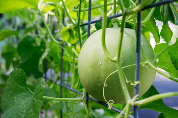 Wall Mural - Snow Mass honeydew melon growing on a cattle panel trellis in a backyard home garden