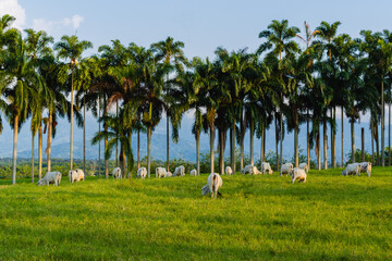 cow herd in Colombian landscape, with palm trees and mountains