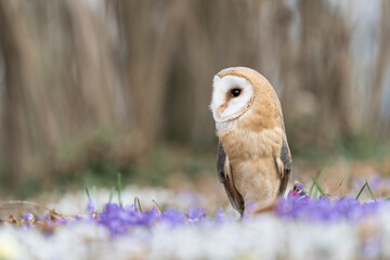 Wall Mural - The wonderful Barn owl in the wild (Tyto alba)