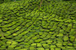 Malaysia Cameron Highland tea plantation in row