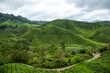 Malaysia Cameron Highland tea plantation field.