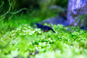 Wall Mural - Aquarium blue dream shrimp in plant aquascape