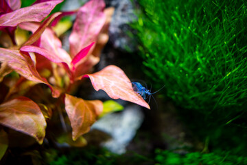 Wall Mural - Aquarium blue dream shrimp in plant aquascape