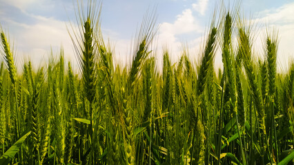 Wall Mural - A close-up shot of green wheat stalks, growing in a field in Rajasthan State.