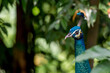 Beautiful peacock portrait - wildlife photography	
