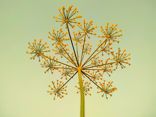 Wall Mural - A closeup shot of a anethum graveolens plant on a sky