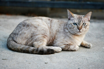 Wall Mural - Lovely gray cat sitting at outdoor