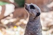 A pointed snout meerkat in Tucson, Arizona
