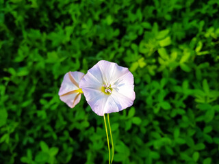 Wall Mural - A closeup shot of a bindweed flower and the green leaves in the background
