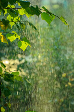Summer Rain In Lush Green Forest, With Heavy Rainfall Background. Rain In The Forest With Sun Casting Warm Rays Between The Trees. Abstract Natural Backgrounds For Your Design