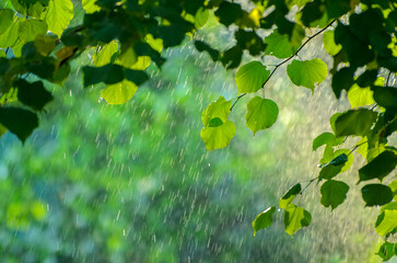 summer rain in lush green forest, with heavy rainfall background. rain in the forest with sun castin