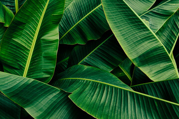 Canvas Print - green banana leaf in rainforest