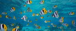 Shoal of tropical fish underwater in the ocean (Pacific double-saddle butterflyfish), French Polynesia