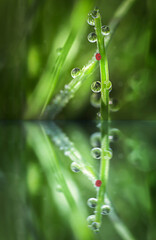 Wall Mural - Ladybug on a grass stalk with drops of morning dew in a macro with reflection in the water.