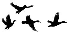 Flock Of Flying Ducks Silhouette, Isolated Vector