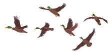 Flock Of Flying Ducks Flat Design, Isolated, Vector