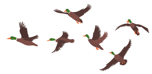 flock of flying ducks flat design, isolated, vector