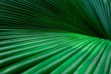 Papier Peint - abstract palm leaf texture, dark green foliage nature background.