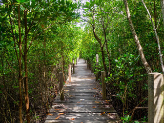  the brown wooden walkway in the beautiful mangrove forest, Thailand.