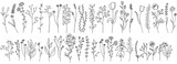 Fototapeta Dinusie - Vector set of wildflower plants. hand drawn herbs