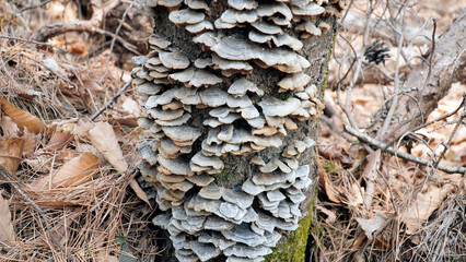 Wall Mural - Unji mushrooms on the tree.