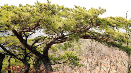 Wall Mural - Korean pine tree transformation, coolness, vitality,