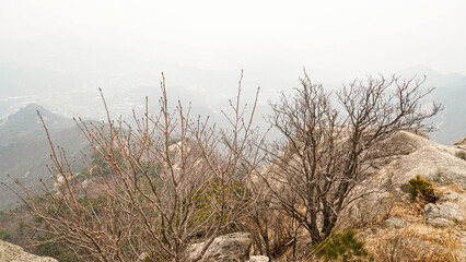 Wall Mural - Climbing rocks, pine trees, scenery, and mountain silhouettes far away on a day with severe fine dust.