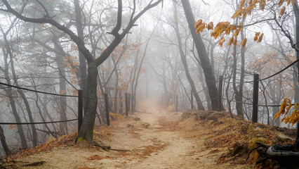 Wall Mural - The foggy mountain trails, dreamy, different worlds, and mysteries.
