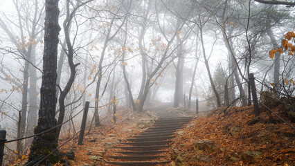 Wall Mural - The foggy mountain trails, dreamy, different worlds, and mysteries.