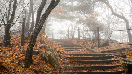 Wall Mural - The foggy mountain trails, dreamy, different worlds, and mysteries.