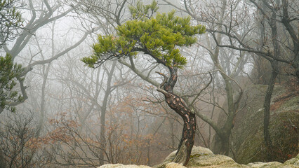 Wall Mural - Korean pine tree transformation, coolness, vitality,