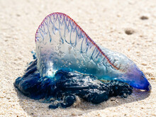 Atlantic Portuguese Man O' War Lying On The Beach On White Stand In Sunshine, In Close-up
